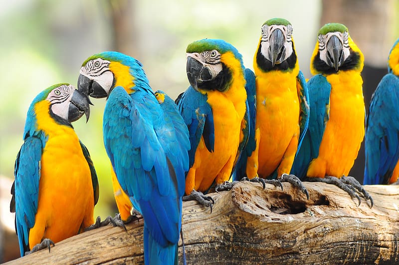 Birds, Animal, Blue And Yellow Macaw, HD wallpaper | Peakpx