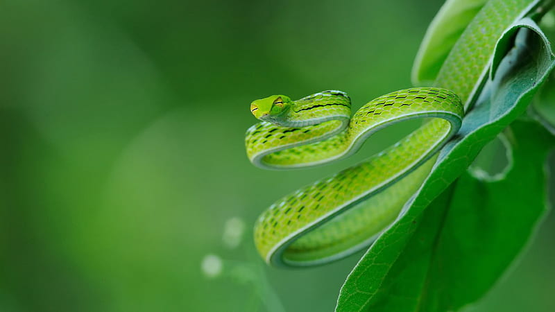 Closeup of green snake on big leaves in blur green background animals, HD  wallpaper | Peakpx