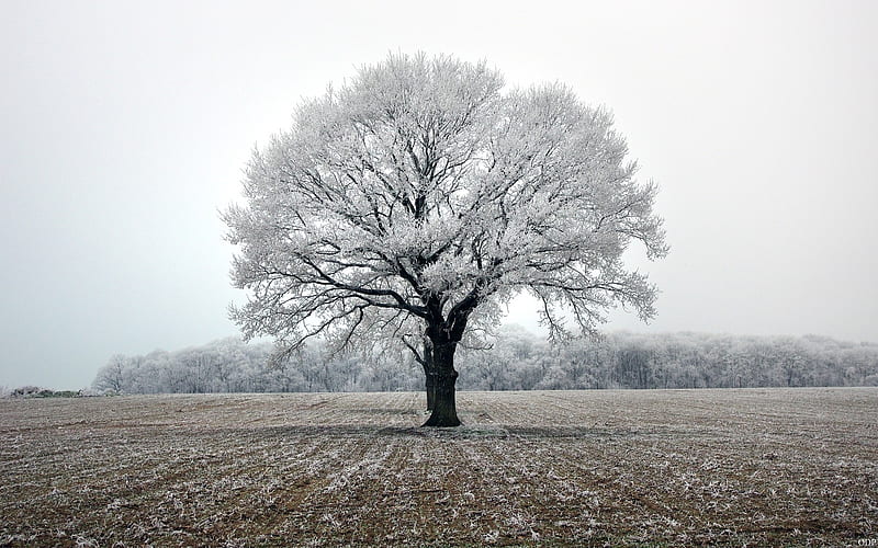 Beginning of Winter, hoarfrost, tree, winter, field, HD wallpaper