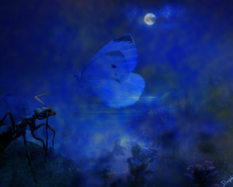 Песни бабочка луна. Бабочка Луна. Blue Butterfly Moonlight. Красивые котики Луна бабочка картинки.