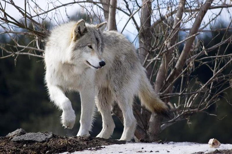 The Wolf, predator, tundra, nordic, hunter, HD wallpaper