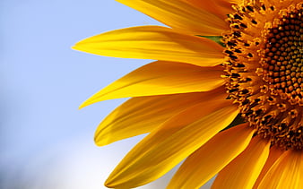 sunflower computer backgrounds