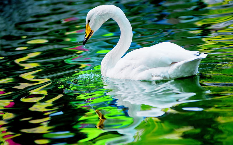 white swan, lake, waves, bokeh, swan on lake, cute birds, swans, HD wallpaper