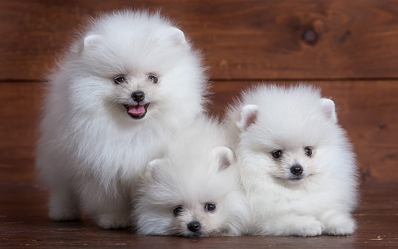 Pomeranians, pomeranian, cute, brown, fluffy, white, spitz, puppy, sweet, HD wallpaper