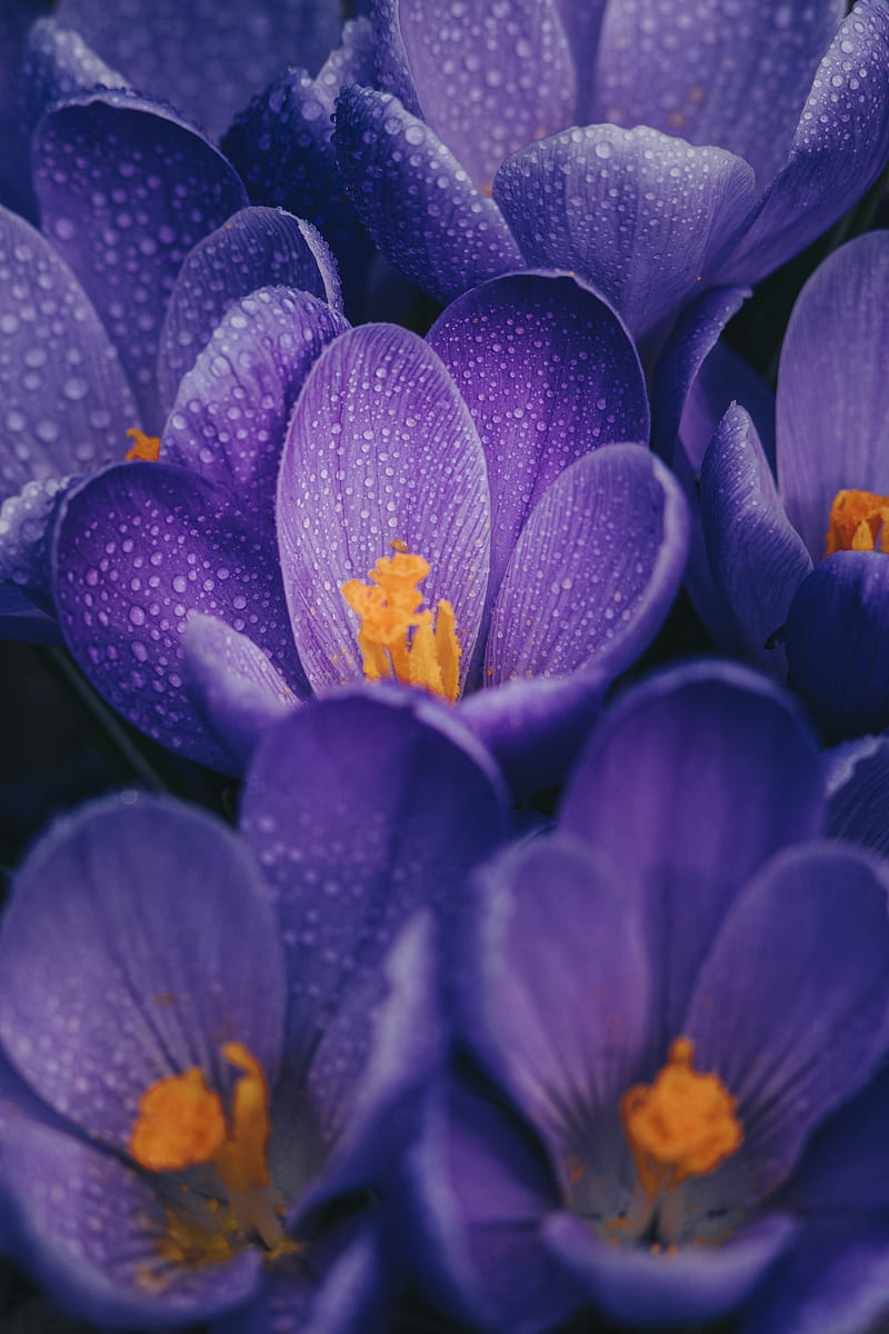 purple crocus flower in bloom close up, HD phone wallpaper