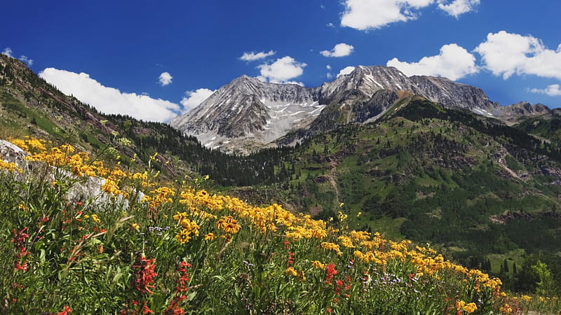 meadow at lead-king-basin colorado, mountain, valley, wildflowers, meadow, HD wallpaper