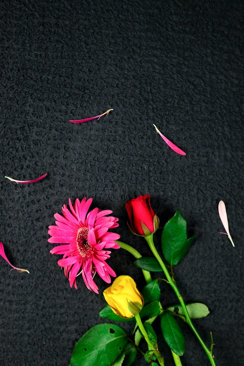 flowers, bouquet, petals, pink, red, yellow, HD phone wallpaper