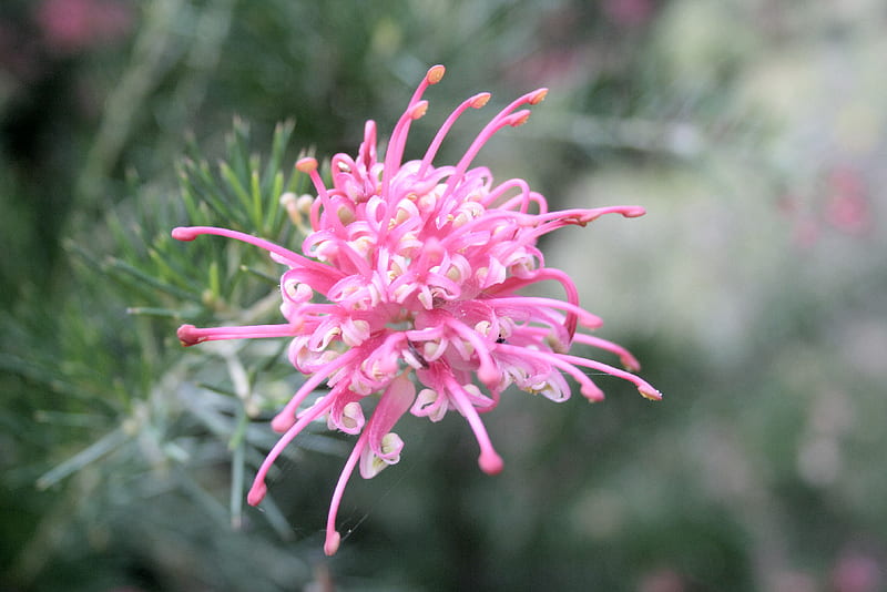 Pink Pearl Grevillea, australia, pink pearl, grevillea, native plant, HD wallpaper