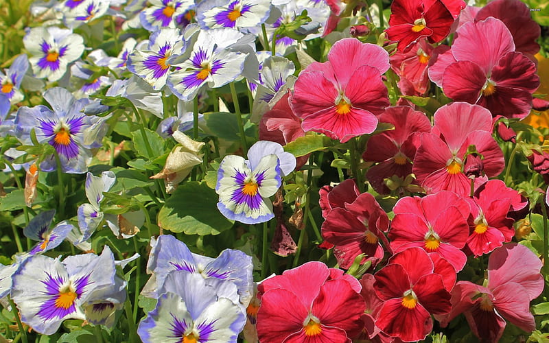 A Field Of Pansies Pretty Pansies Flowers Field Hd Wallpaper Peakpx