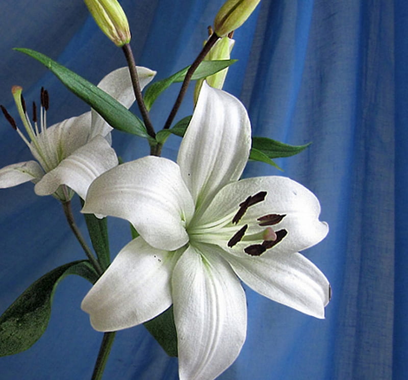 Lirio blanco, naturaleza muerta, flores, bonito, blanco, Fondo de pantalla  HD | Peakpx