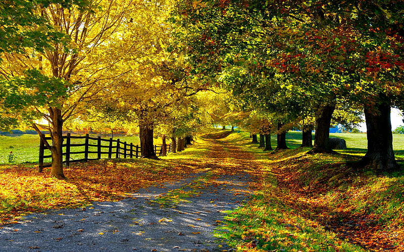 autumn-road, red, fence, fall, wonderful, autumn, grass, shade, trees, tree, leaves, path, road, HD wallpaper