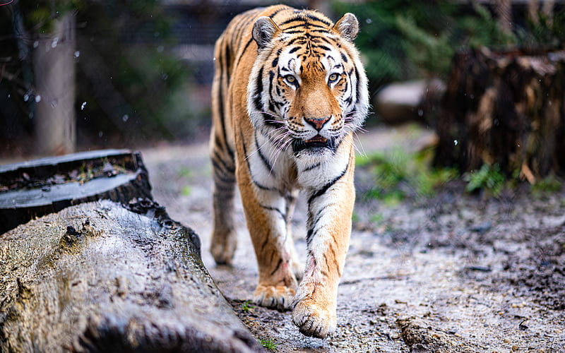 Movimiento del tigre 2022 rey del bosque, Fondo de pantalla HD | Peakpx