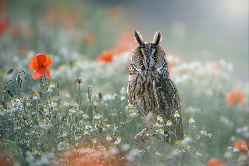 Birds, Owl, Bird, Flower, Wildlife, Long-Eared Owl, HD wallpaper