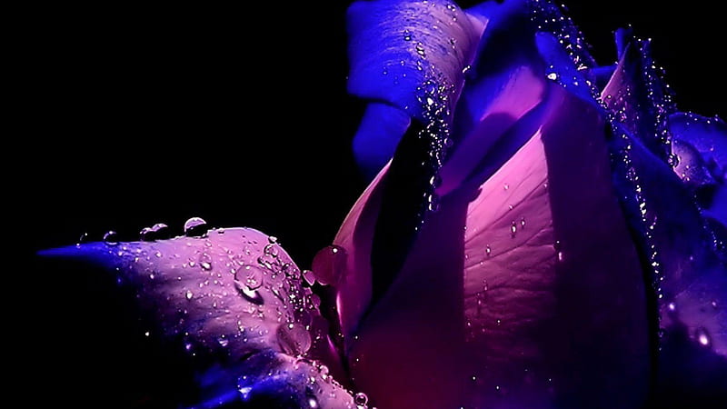 Purple Water Drops Black Background Purple, HD wallpaper