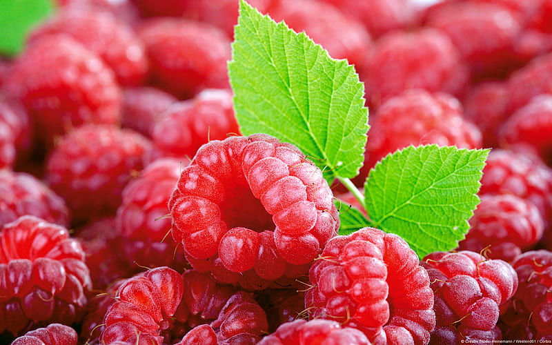 Raspberries, nature, food, nutrition, HD wallpaper