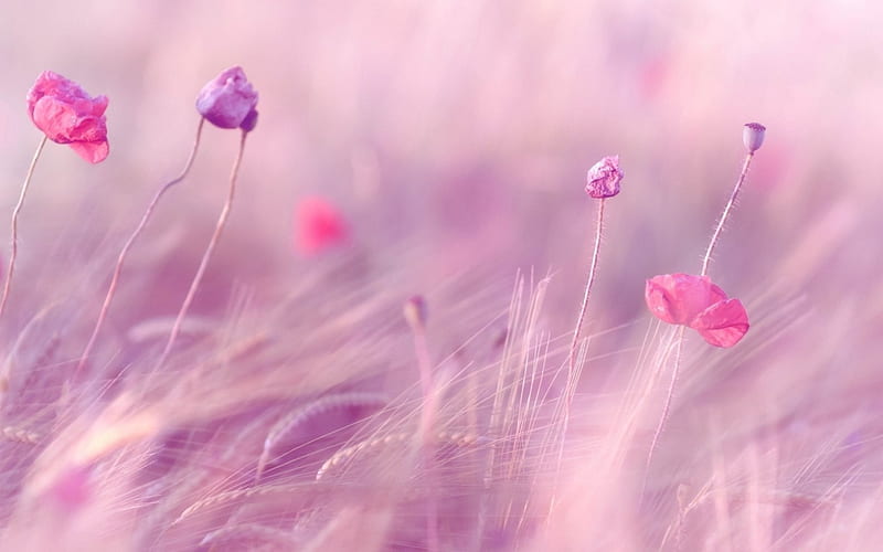 Pink flowers, flowers, nature, pink, grass, HD wallpaper