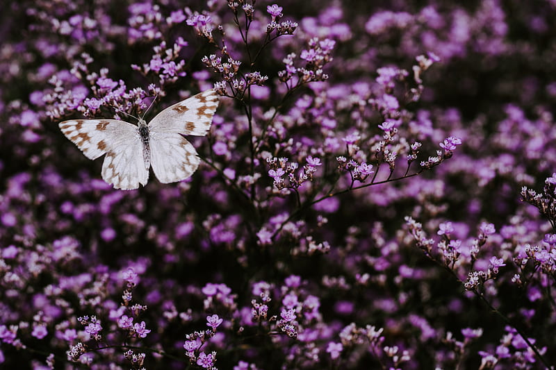butterfly, flowers, lilac, insect, wings, HD wallpaper