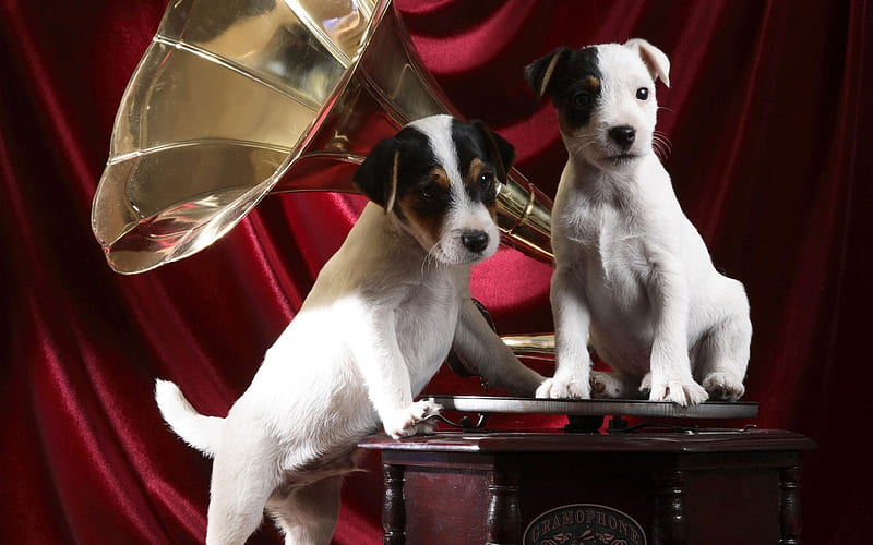 musicality, red, drapery, puppies, gramophone, HD wallpaper