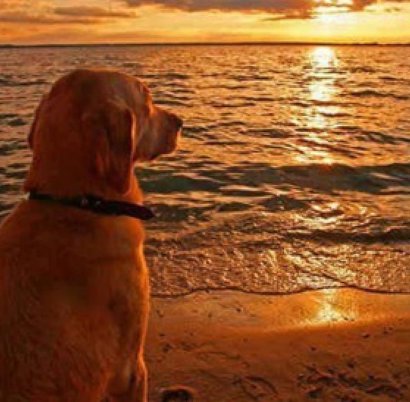watching the sunset, cool, brown, sunsets, nature, animals, dogs, HD wallpaper