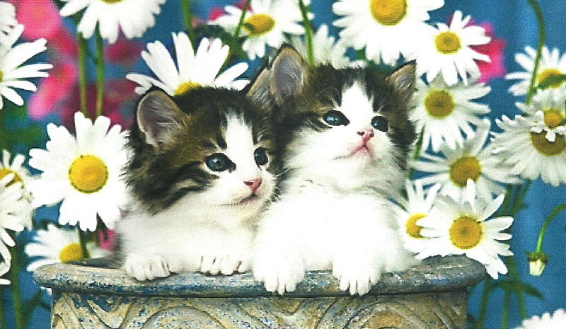 Twin kittens with flowers, daisies, kittens, flowers, flowerpot, twins, HD wallpaper