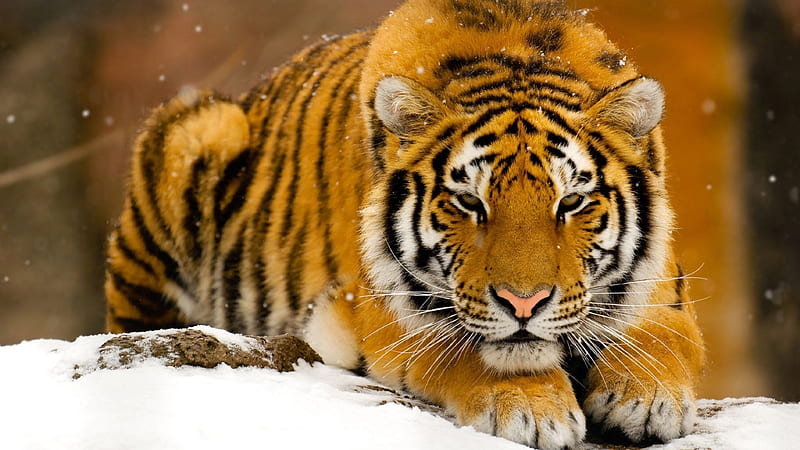 Siberian Tiger in the Snow, Animal, Tiger, Snow, Siberian, Wildlife, HD wallpaper