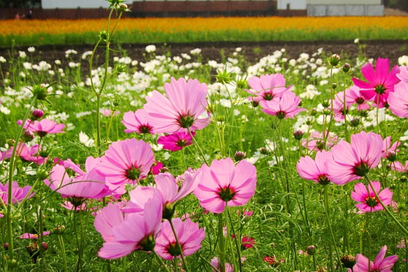 Pink Cosmos, flowers, Pink, Cosmos, field, HD wallpaper