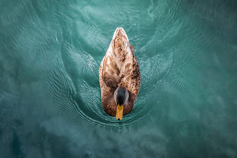 duck, bird, water, swim, HD wallpaper