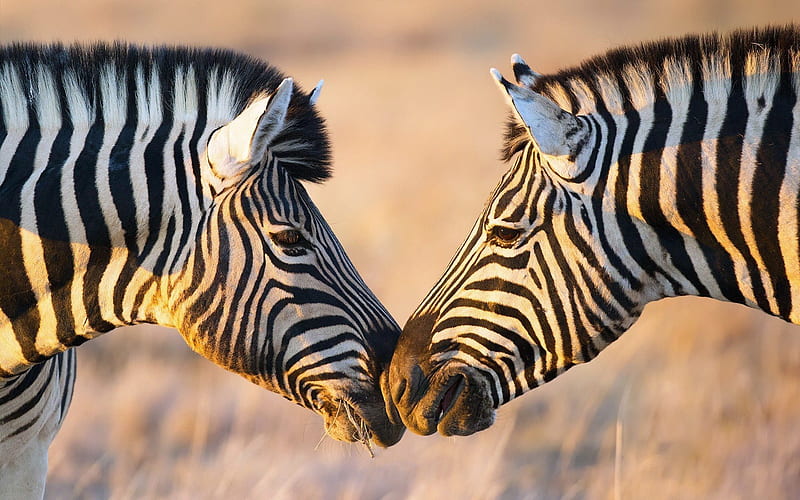 africa, zebra, kiss, wildlife, HD wallpaper