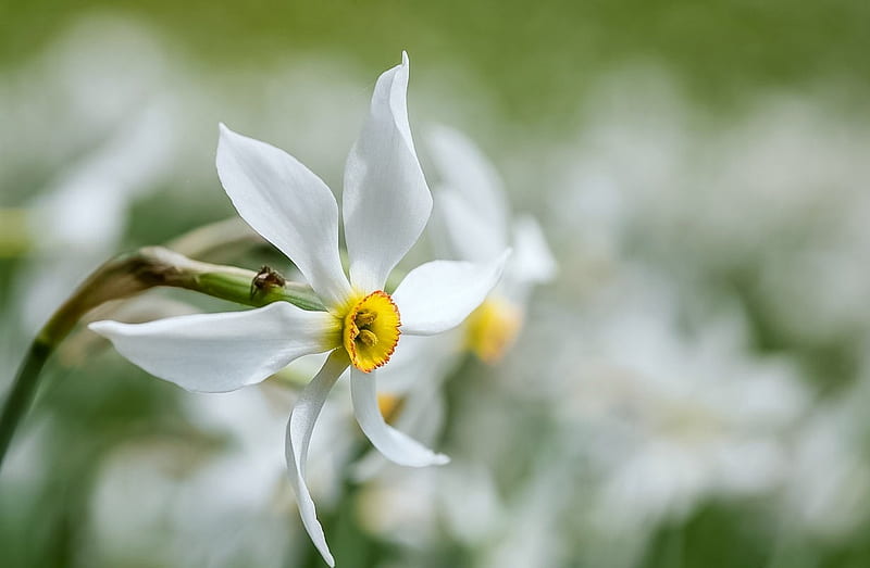Awakening spring, flower, alone, white, HD wallpaper