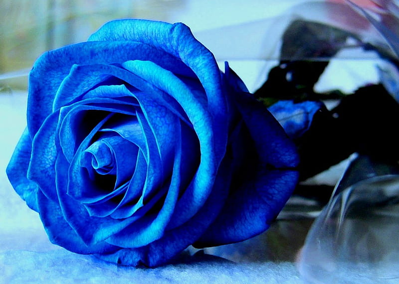Hermosa rosa azul, para ti, color, rosa, azul, Fondo de pantalla HD | Peakpx