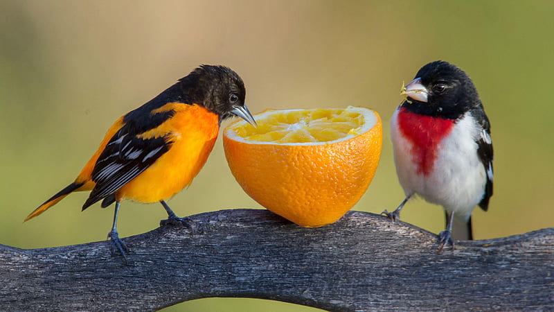 Red Breasted Grosbeak And Yellow Black Birds Are Eating Orange Standing On Tree Branch Birds, HD wallpaper
