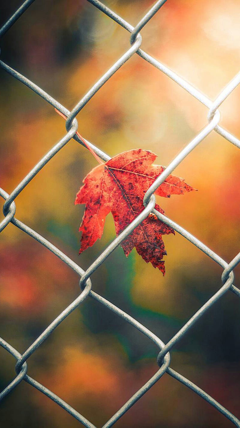 Fallen Leaf, autumn, macro, mesh, nature, HD phone wallpaper