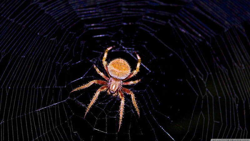 Spider in the web, spider, spider web, wilderness, web, wild, wildlife, nature, wild animals, animals, insects, HD wallpaper
