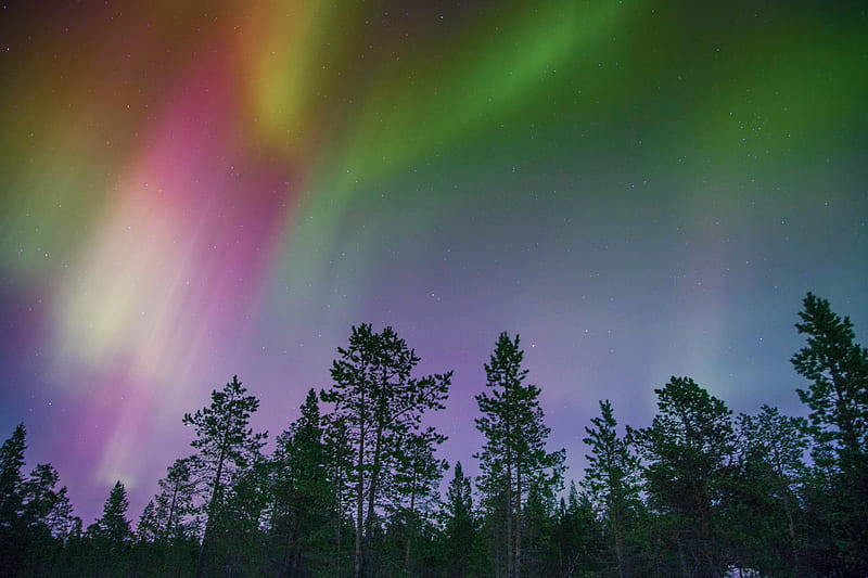 northern lights, trees, multi-colored, HD wallpaper