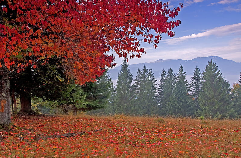 *** Red autumn ***, red, fall, autumn, nature, trees, HD wallpaper *** Red autumn ***, red, fall, autumn, nature, trees, HD wallpaper