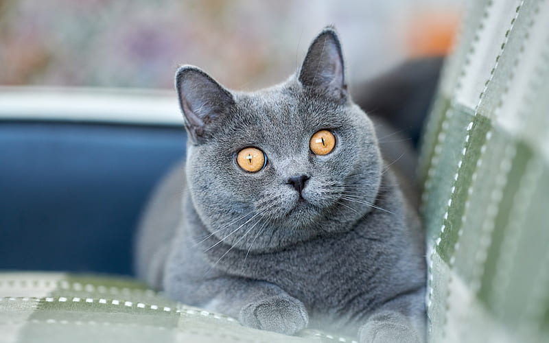 British shorthair cat, pets, gray big cat, breed of domestic cats, HD wallpaper