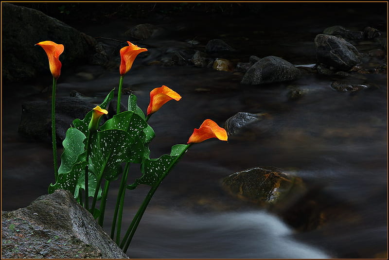 Feel the moment..., forest, yellow, bonito, water, galla lily, flower, flowers, river, light, HD wallpaper