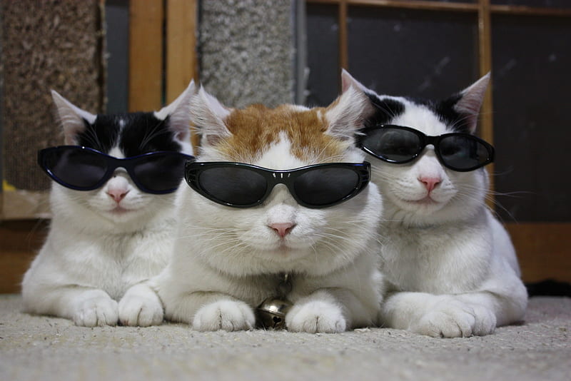 Cats with sunglasses, sunglasses, trio, black, funny, pisici, white, cat, animal, HD wallpaper