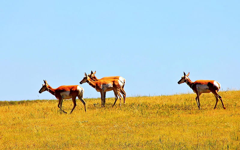 Custer State Park-Animal World, HD wallpaper