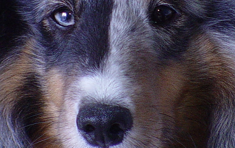 UP CLOSE AND PERSONAL, shetland sheepdog, blue merle, sheltie, HD wallpaper