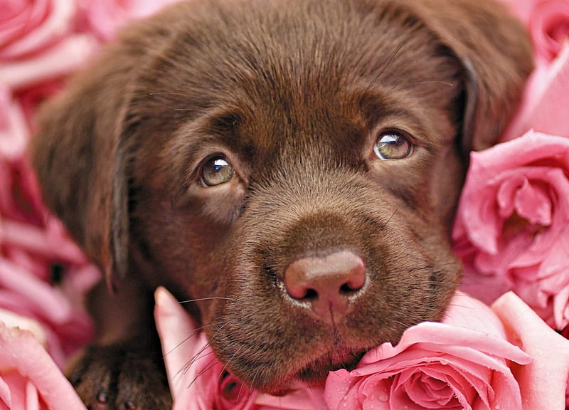Happy Valentine's Day!, rose, chocolate, valentine, animal, sweet, cute, rachael hale, flower, pink, puppy, dog, HD wallpaper