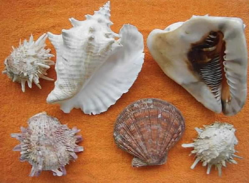 Mollusks Shells from Venezuela, malacology, Mollusks, gastroods, Shells, bivalves, HD wallpaper
