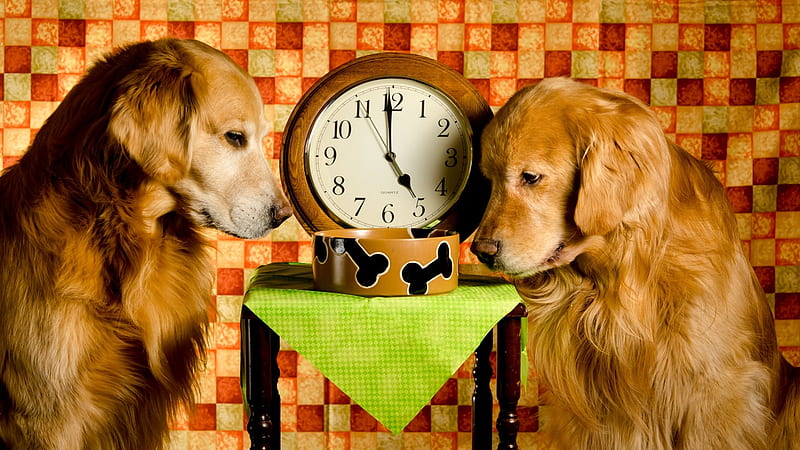 Countdown to Vittles Time, 2 Golden Retrievers, Dogs, Praying, Cute, Cherry Wood, Five seconds, Waiting, Table, Green Cloth, Clock, Patient, Pure Breeds, Hoping, Looking, bonito, Second Hand, Bones on Bowl, Bowl, Checkered, Checkered Background, HD wallpaper
