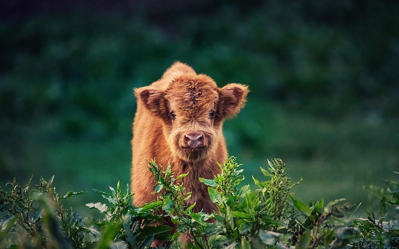 Calf, cow, green, baby, animal, HD wallpaper