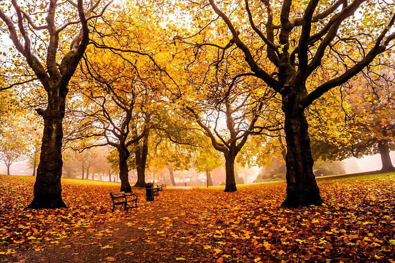 Weston Park, Sheffield, England, fall, autumn, leaves, bench, colors, trees, HD wallpaper
