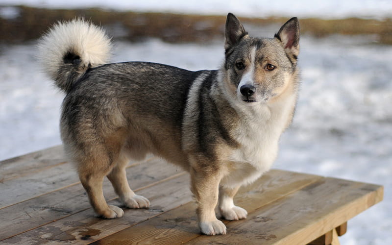 Swedish Vallhund pets, small dog, winter, snow, Swedish dogs, HD wallpaper