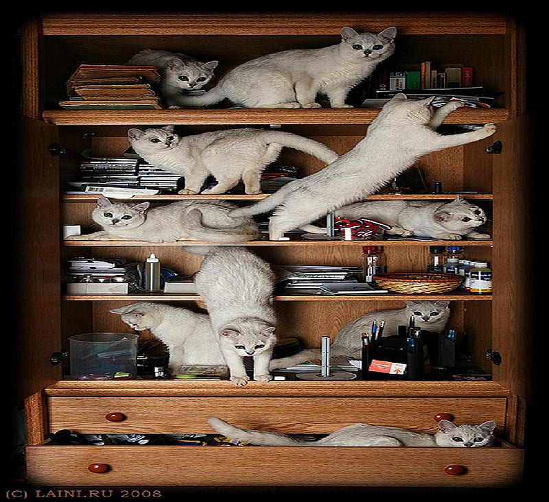 Cabinet cats., mischief, cat, bookcase, animal, play, HD wallpaper