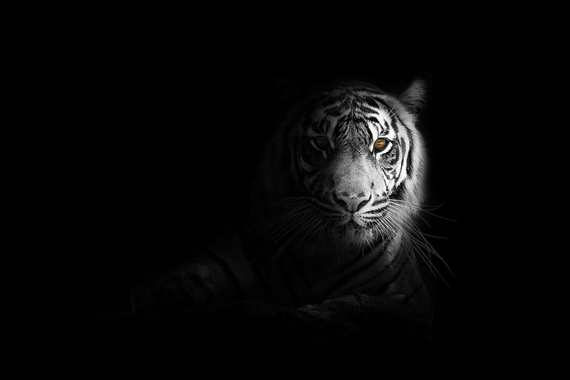 Big Cat Tiger , tiger, animals, monochrome, black-and-white, HD wallpaper