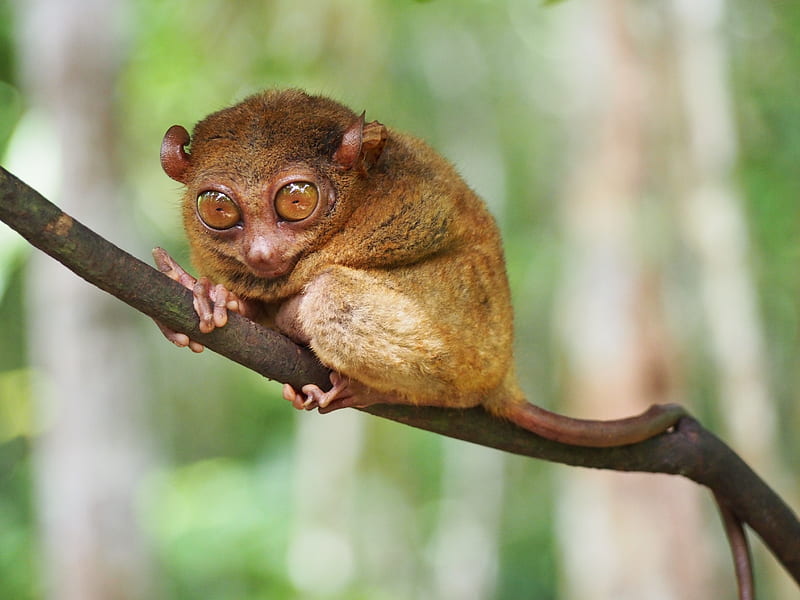 Researchers look to locals to fill knowledge gap on Philippine tarsier. Earth Journalism Network, HD wallpaper