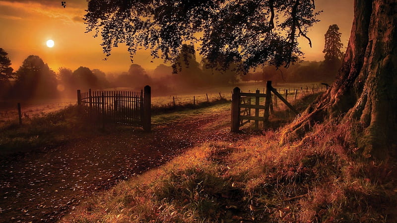 Old Road Gate, countryside, fence, tree, fields, HD wallpaper